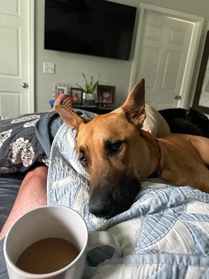 Enlarge Biscuit, a Adoptable mixed breed in O Fallon, IL image 2/4