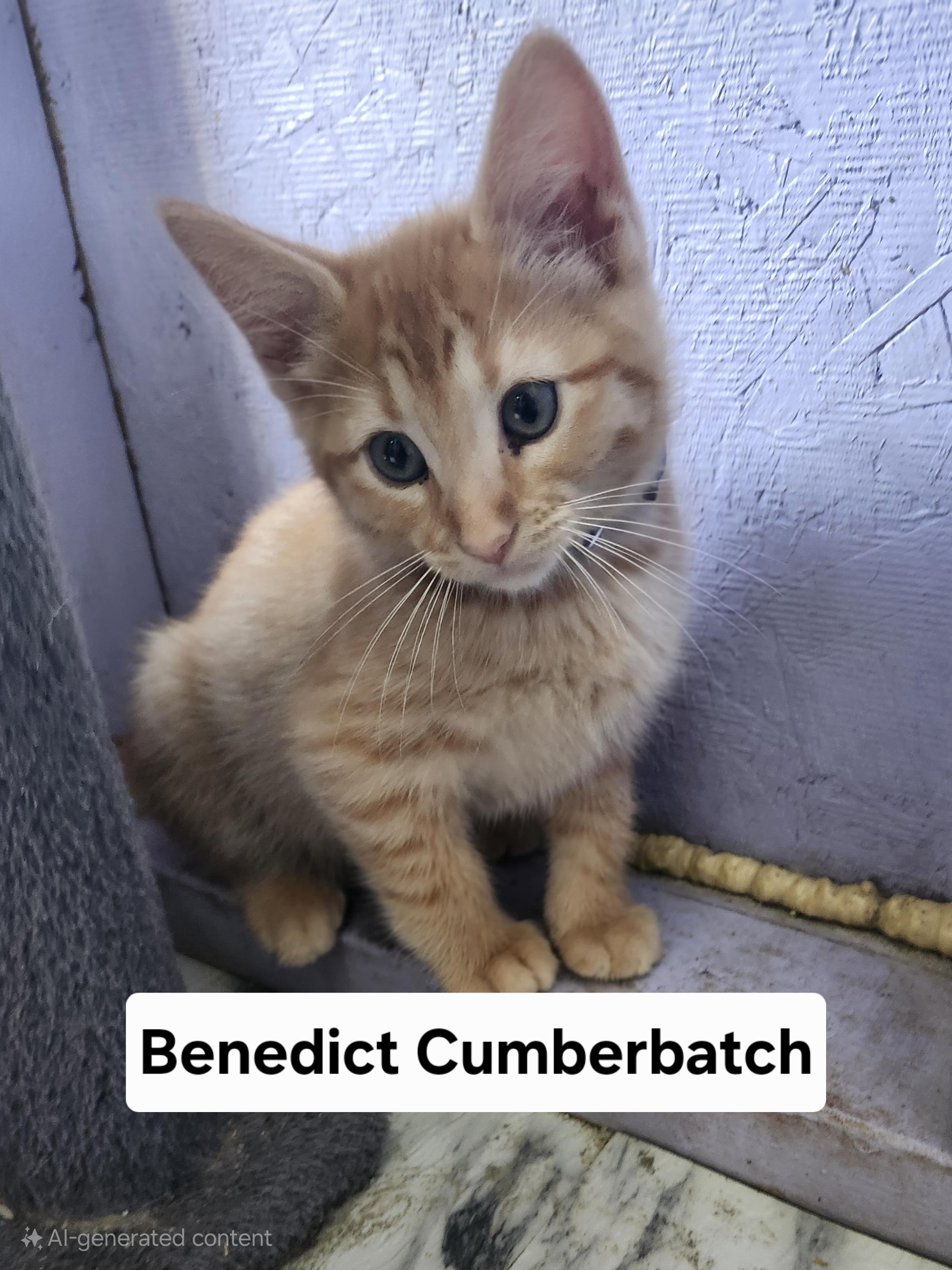 Enlarge Benedict Cumberbatch, a Adopted Domestic Short Hair in Tuttle, OK image 1/2