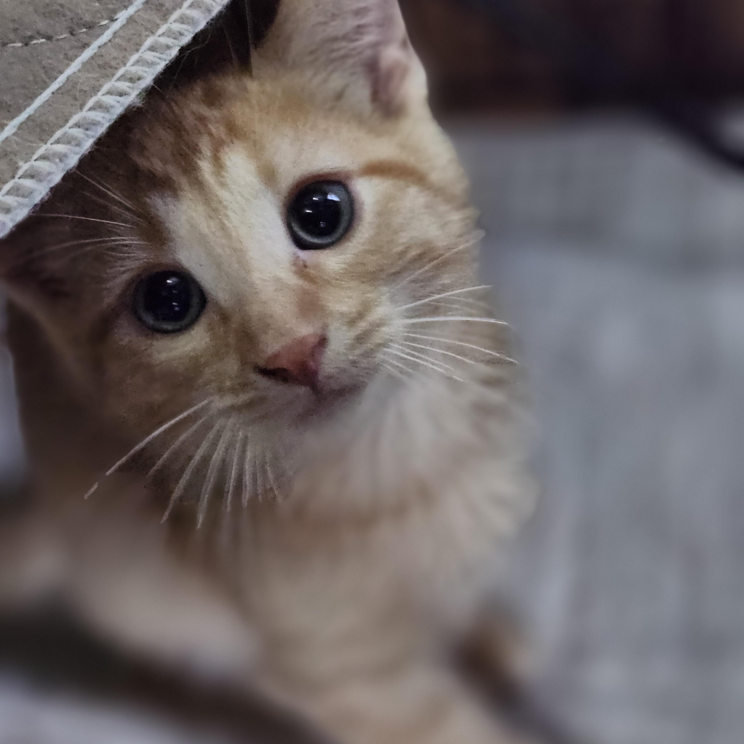 Enlarge Benedict Cumberbatch, a Adopted Domestic Short Hair in Tuttle, OK image 2/2