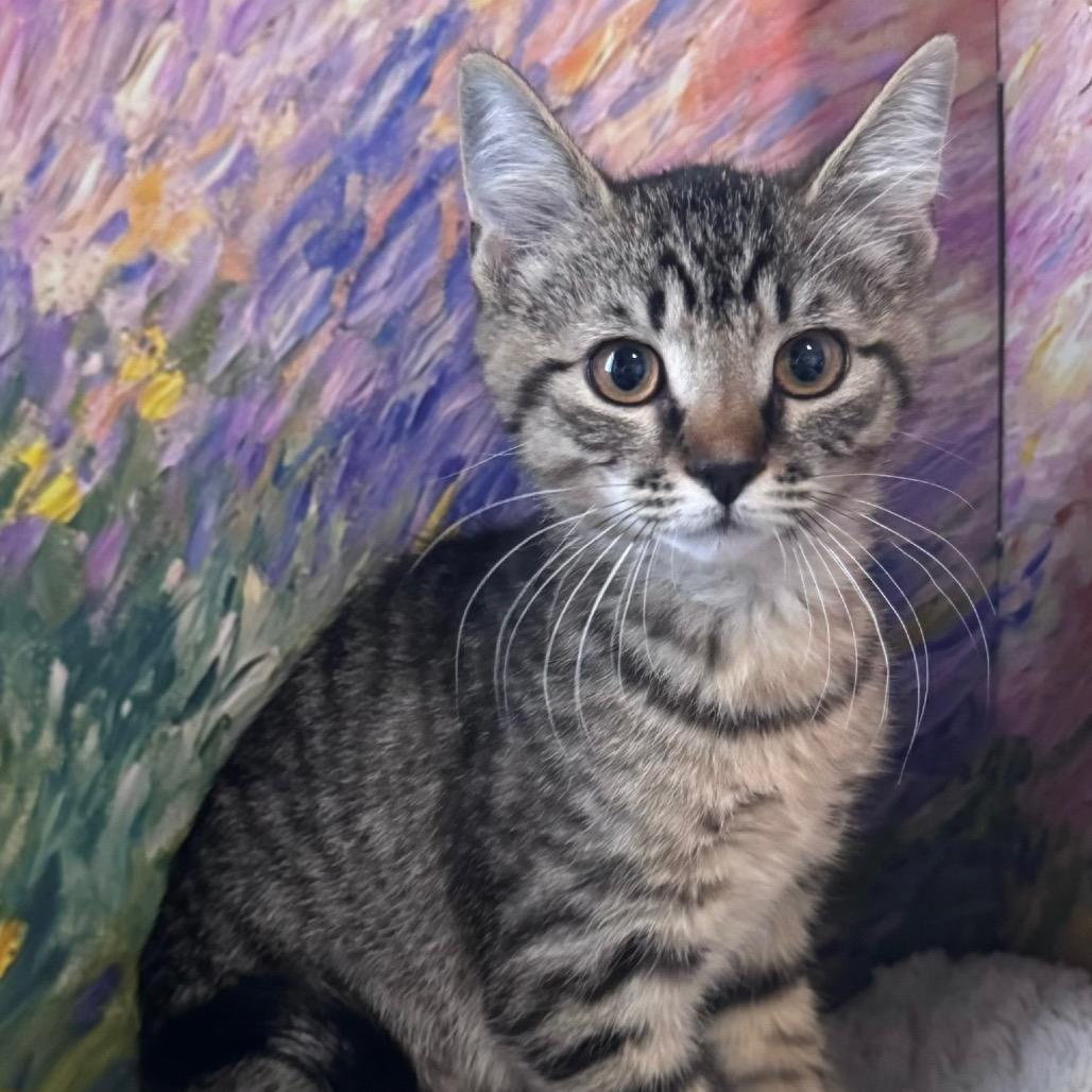 Enlarge Vanilla Bean, a Adoptable Domestic Short Hair in TITUSVILLE, FL image 1/1