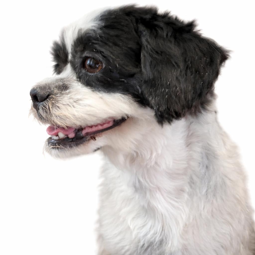 Monty, ADOPTABLE, Adult Male Shih Tzu.