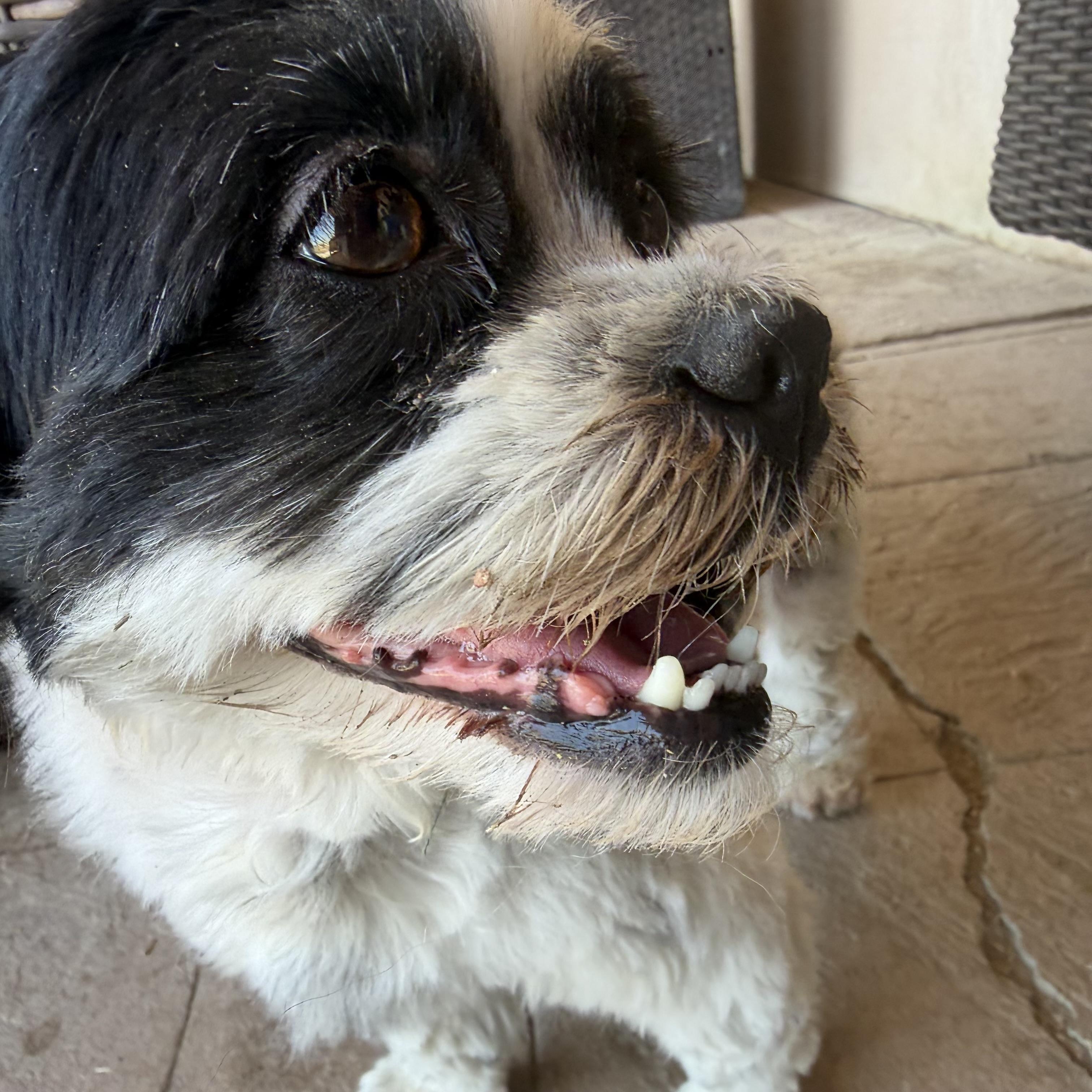 Monty, a ADOPTABLE Shih Tzu in Bakersfield, CA image 2/4