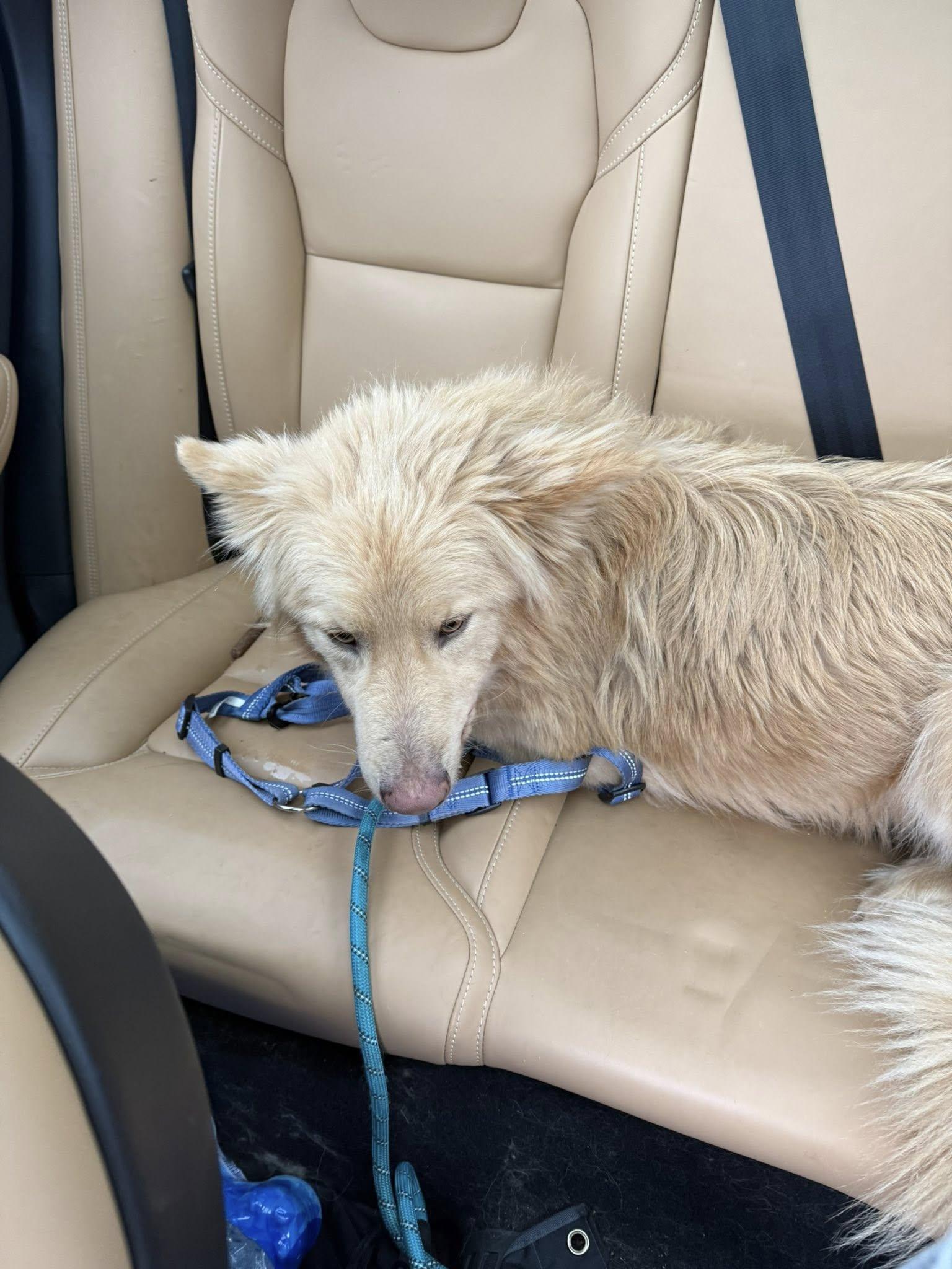 Jager, ADOPTABLE, Young Male Shepherd & Golden Retriever.