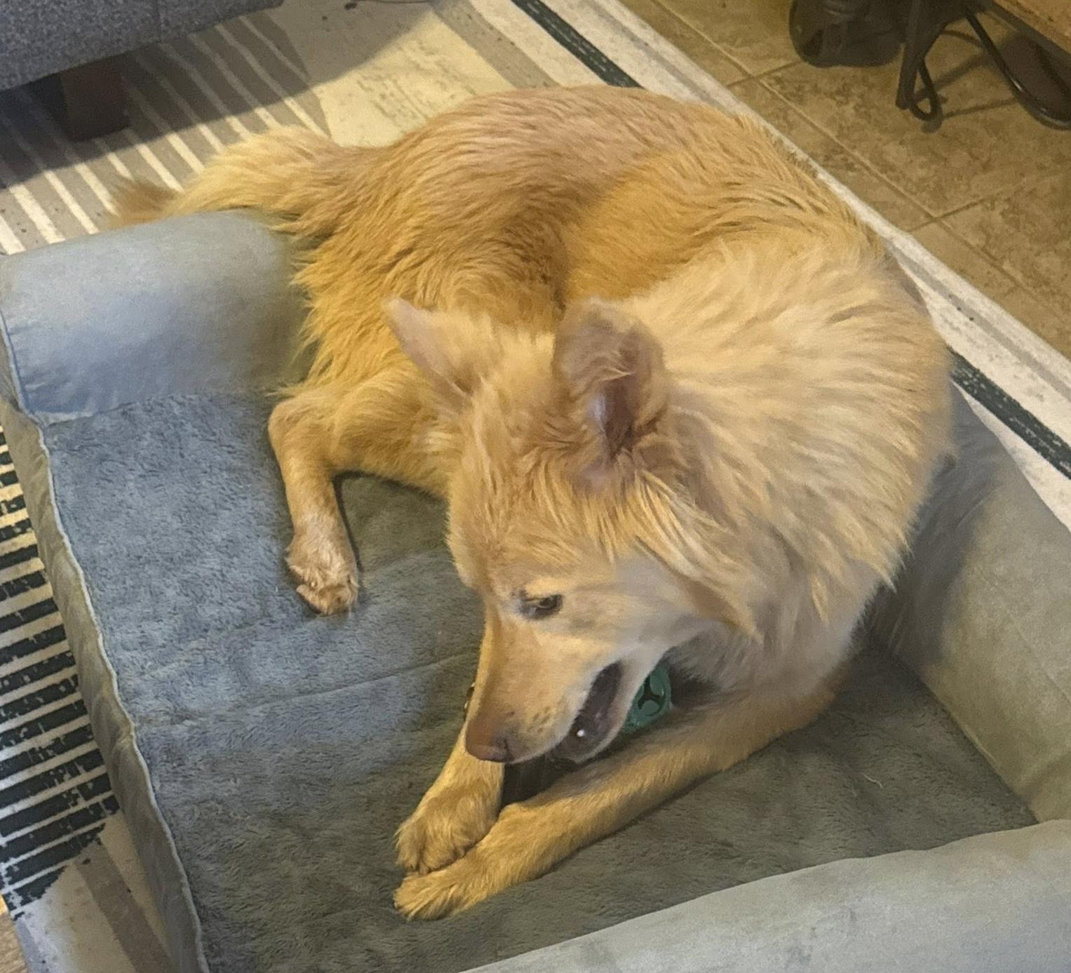 Enlarge Jager, an adopted mixed breed in Cumming, GA image 2/5