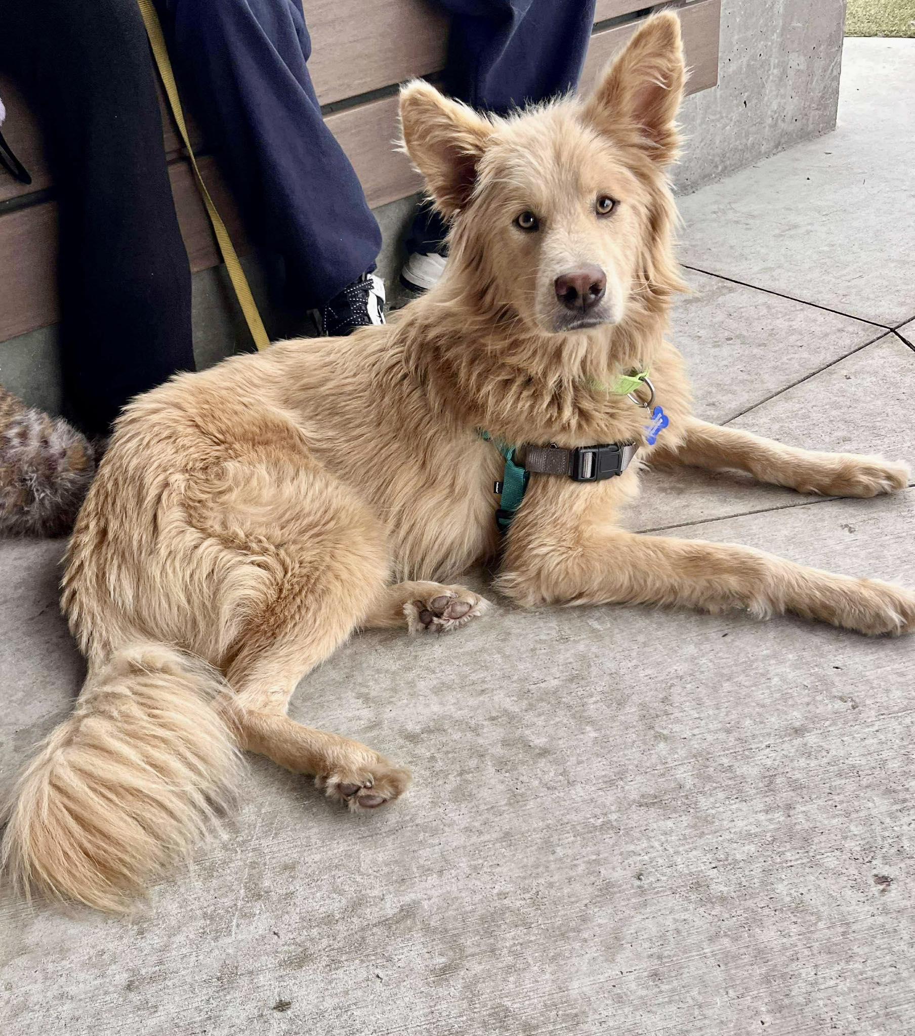 Enlarge Jager, an adopted mixed breed in Cumming, GA image 3/5