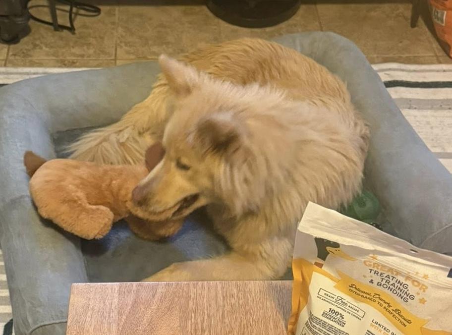 Enlarge Jager, an adopted mixed breed in Cumming, GA image 4/5