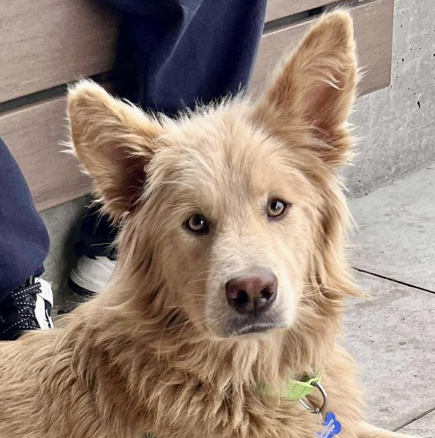 Enlarge Jager, an adopted mixed breed in Cumming, GA image 5/5