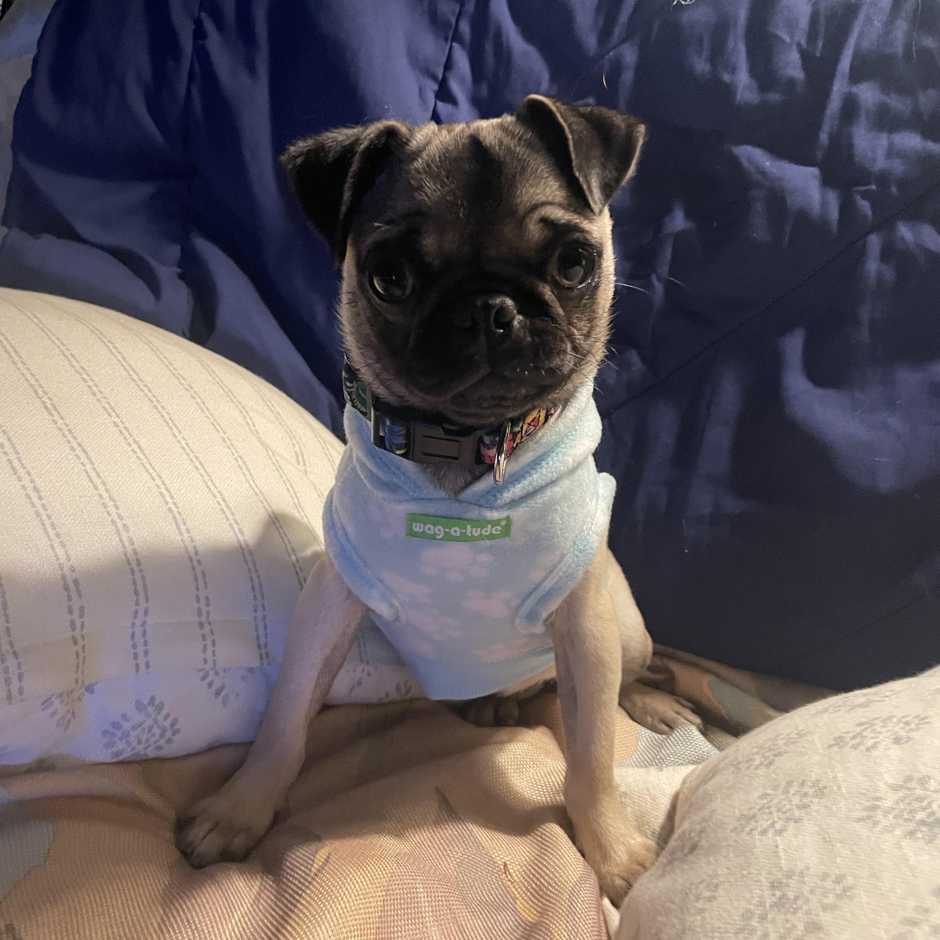 Lulu, a Adopted Pug in San Diego, CA image 1/3