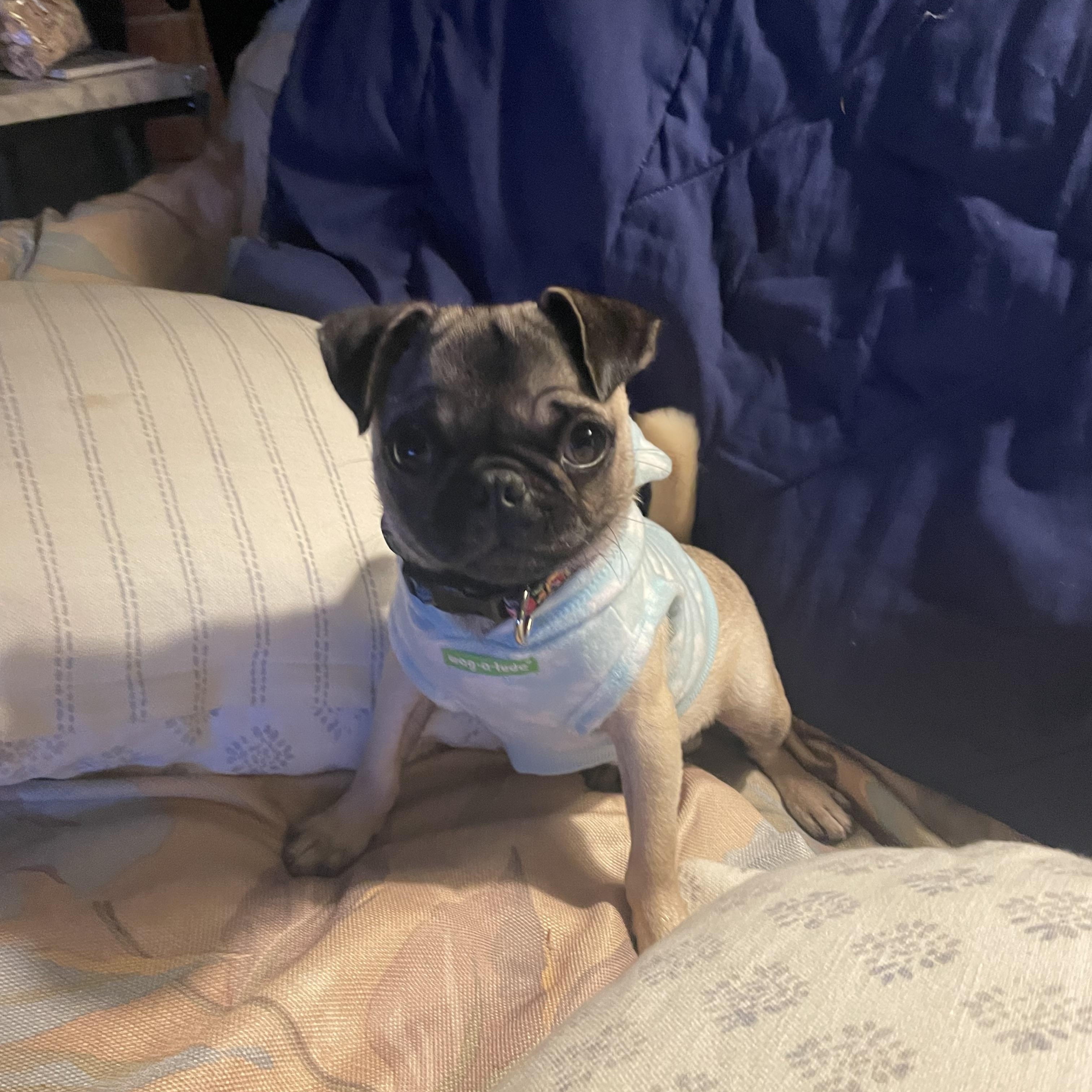 Lulu, Adopted, Puppy Female Pug.