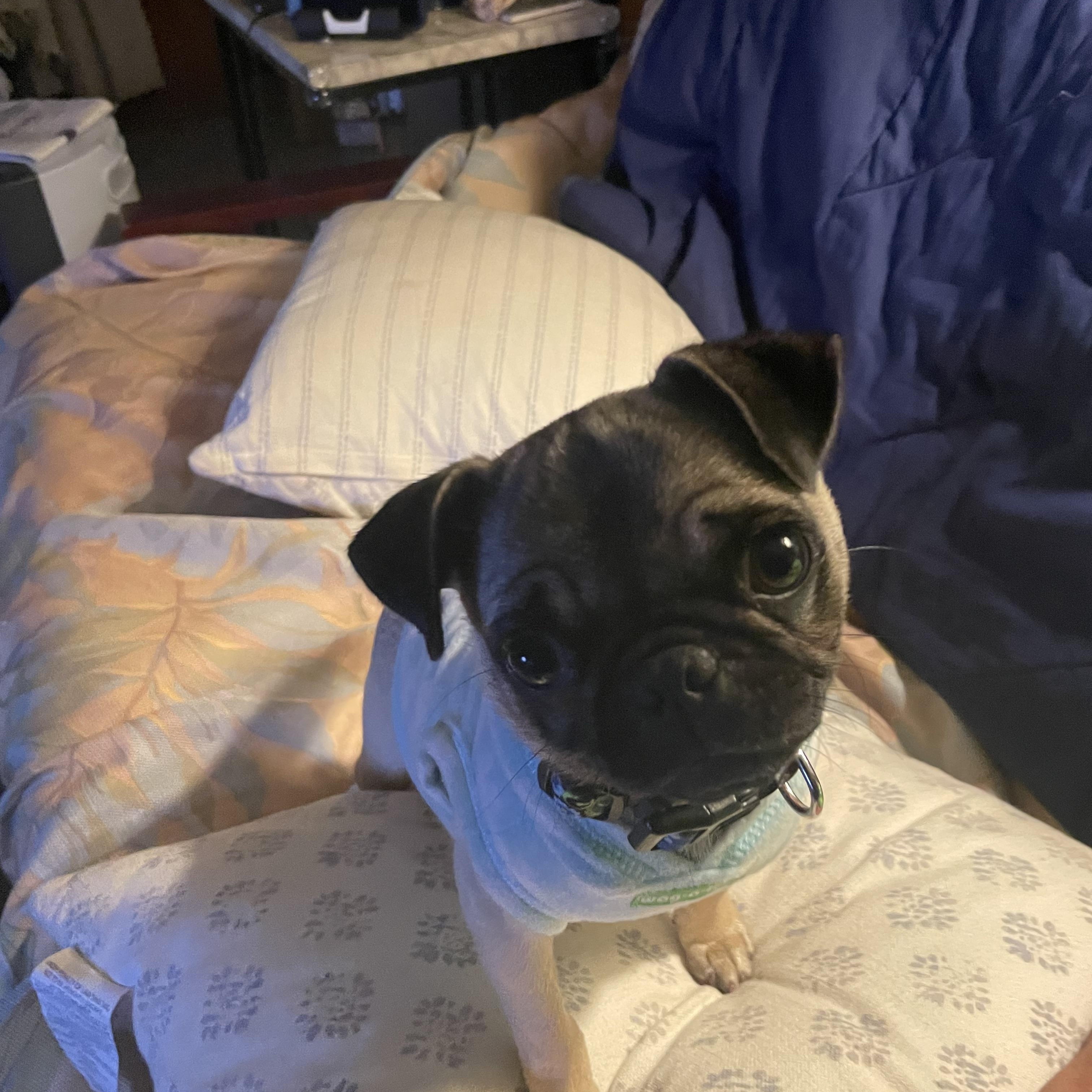 Lulu, a Adopted Pug in San Diego, CA image 3/3