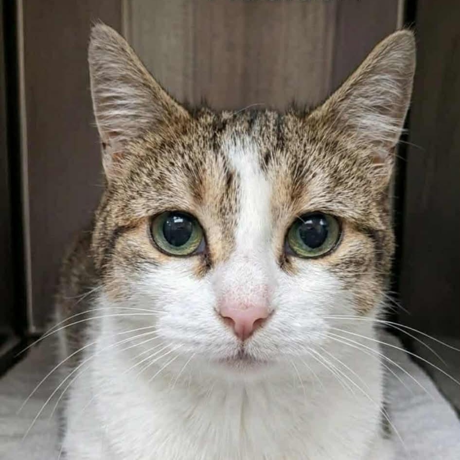 Enlarge Addison, a Adoptable Tabby in Livonia, MI image 1/3