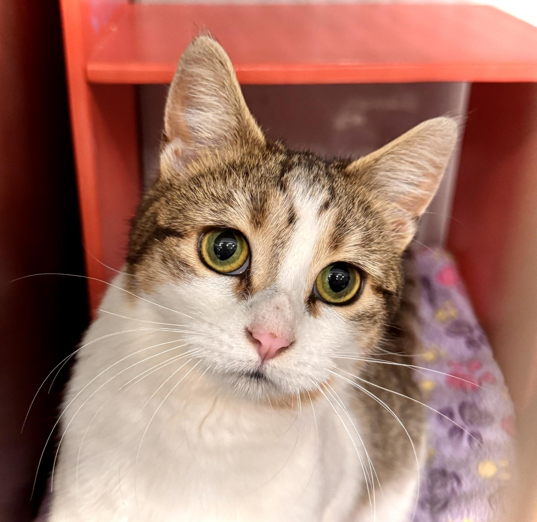 Enlarge Addison ** Very Friendly** @ Livonia PetSmart, a Adoptable Tabby in Livonia, MI image 4/5