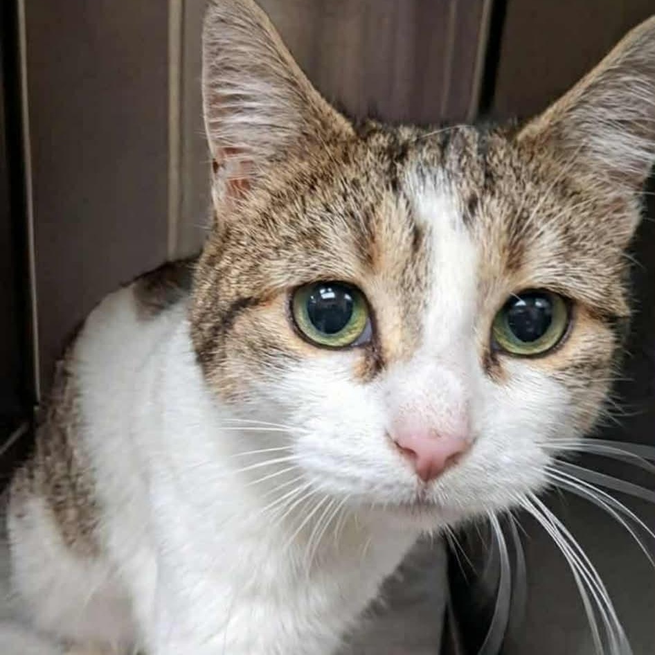 Enlarge Addison, a Adoptable Tabby in Livonia, MI image 2/3