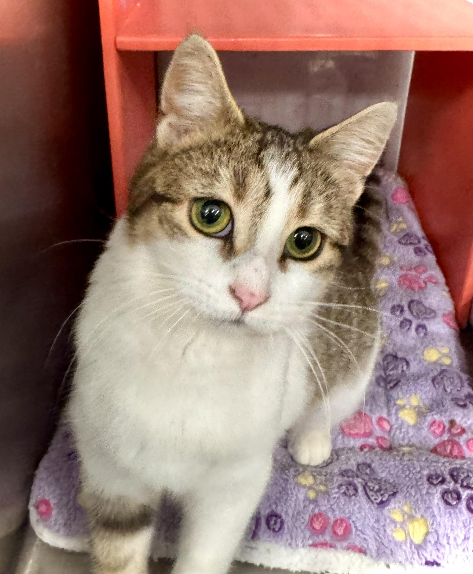Enlarge Addison ** Very Friendly** @ Livonia PetSmart, a Adoptable Tabby in Livonia, MI image 2/5