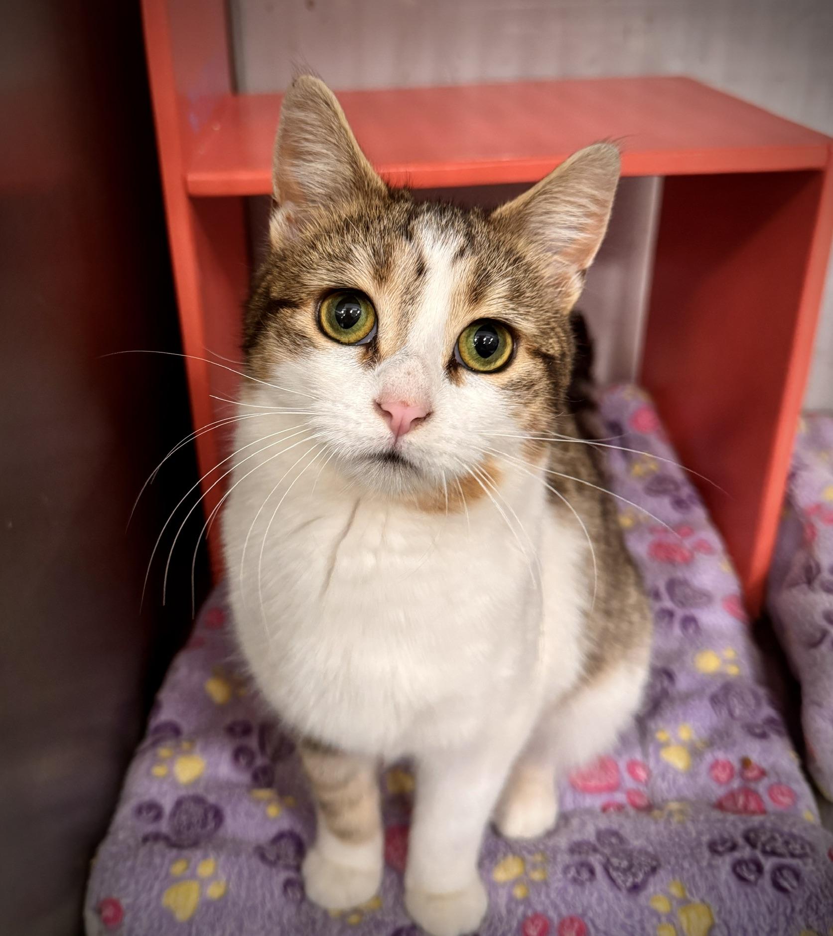 Enlarge Addison ** Very Friendly** @ Livonia PetSmart, a Adoptable Tabby in Livonia, MI image 3/5