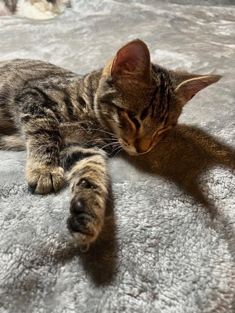 Conrad, Adoptable, Kitten Male Domestic Short Hair.