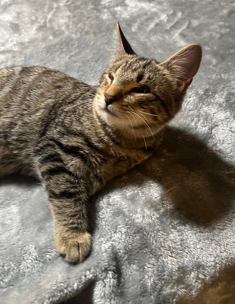 Enlarge Conrad, a Adoptable mixed breed in Wilmington, NC image 2/3