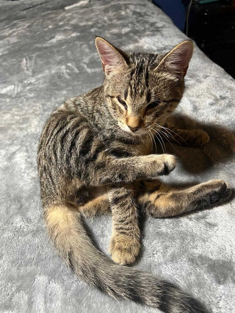 Enlarge Conrad, a Adoptable mixed breed in Wilmington, NC image 3/3