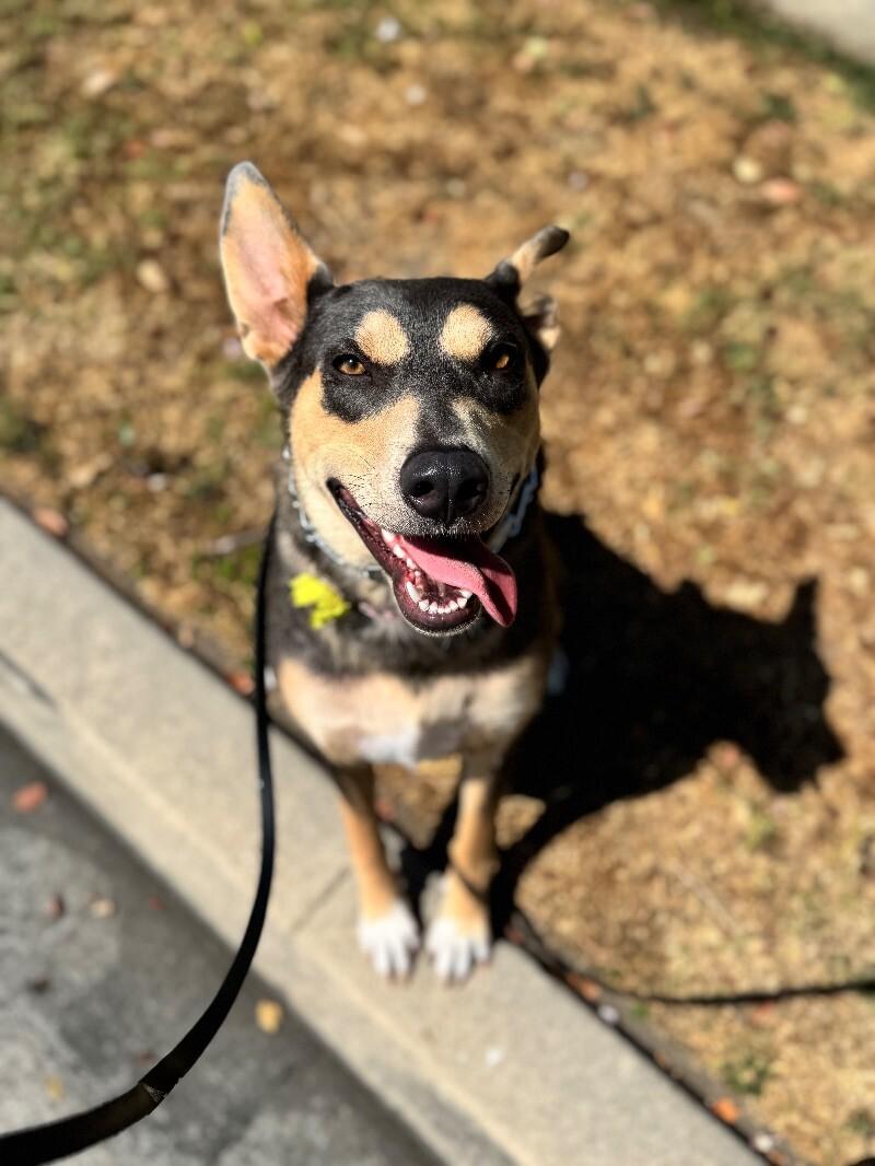 Enlarge Sadie, a Adoptable mixed breed in Burbank, CA image 2/4