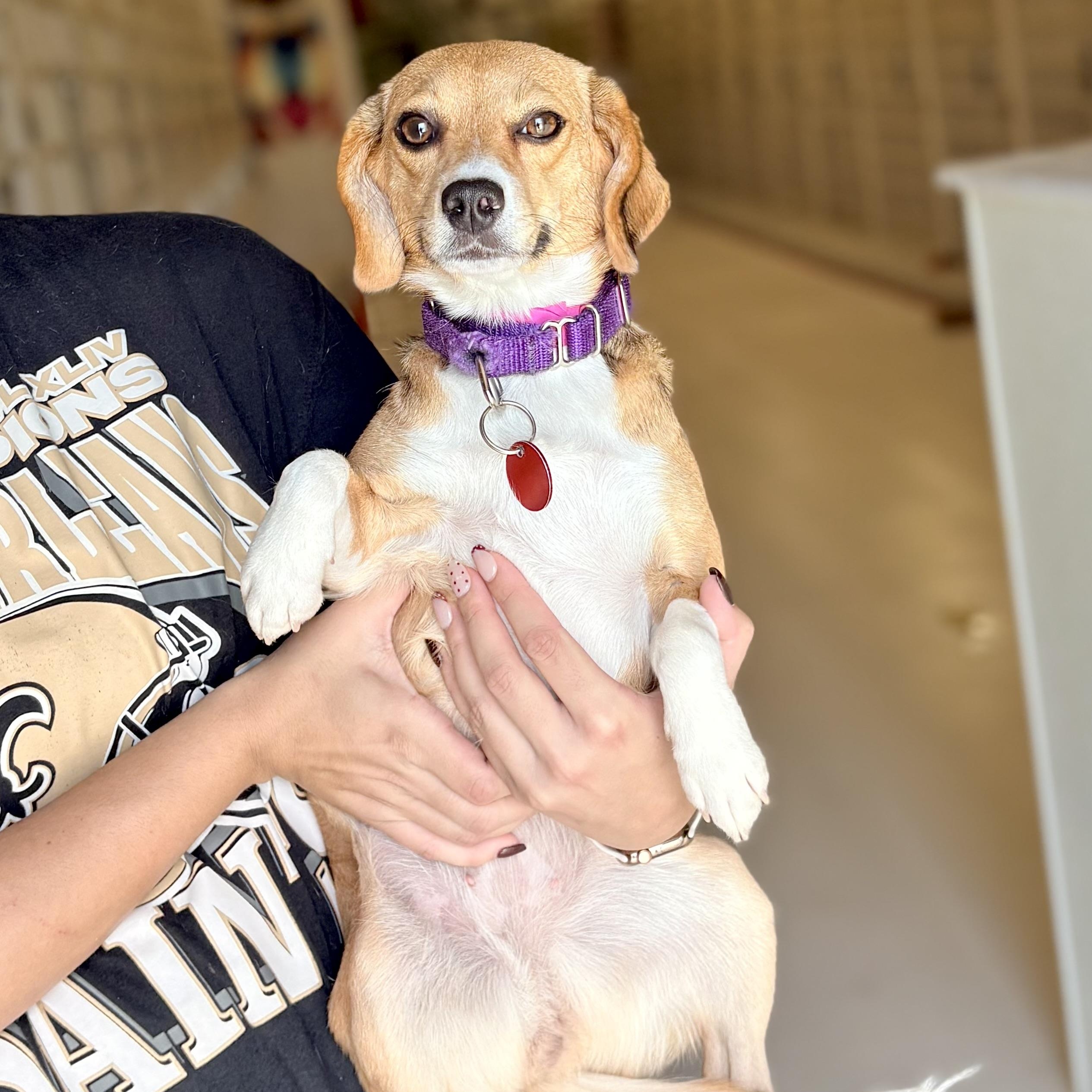 Twirly, adopted, Adult Female Beagle.