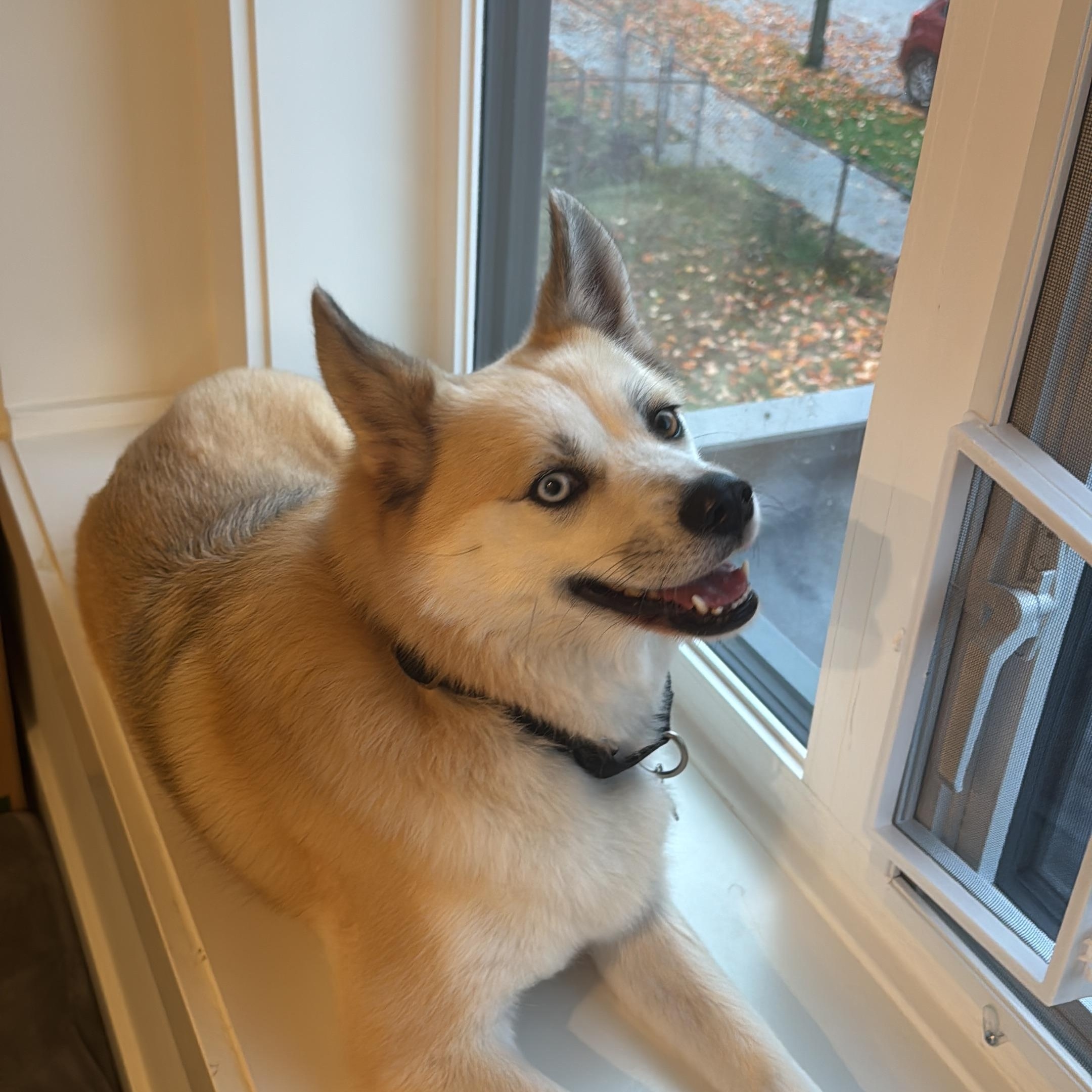 Miku, a ADOPTABLE Pomsky in Surrey, BC image 1/4