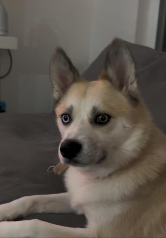 Miku, a ADOPTABLE Pomsky in Surrey, BC image 4/4