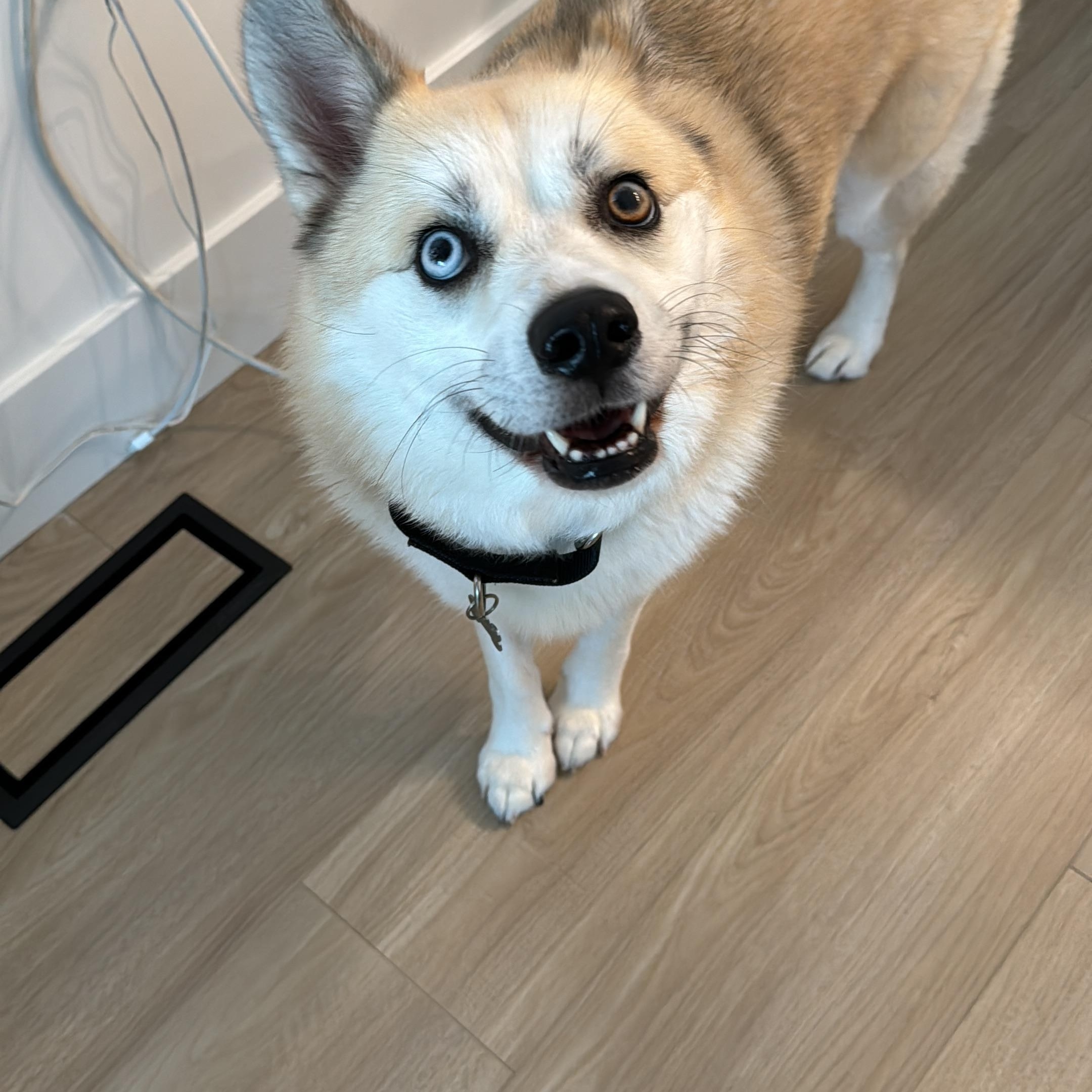 Miku, a ADOPTABLE Pomsky in Surrey, BC image 2/4
