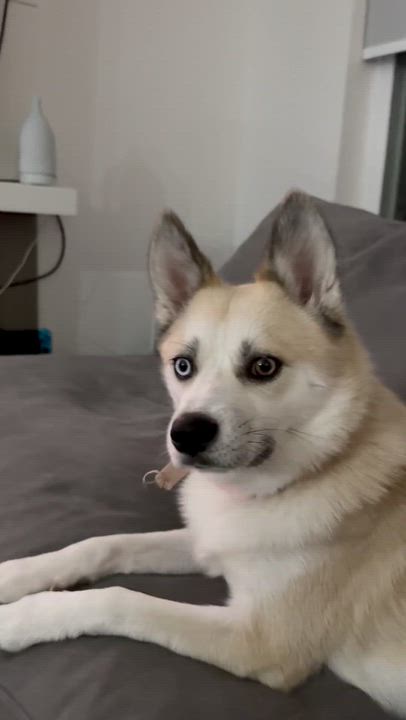 Enlarge Miku, a ADOPTABLE Pomsky in Surrey, BC video 3/4