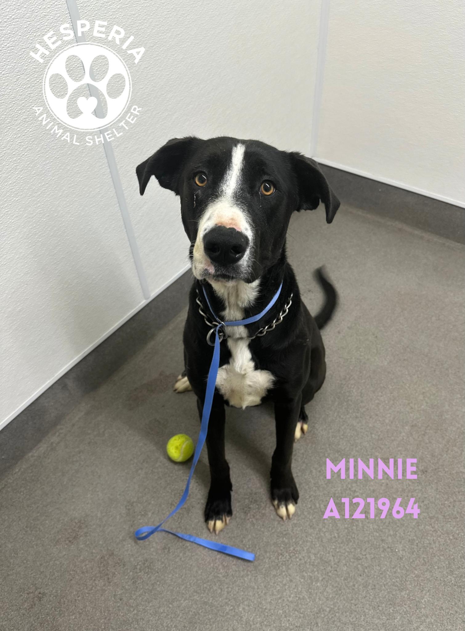 Minnie, adopted, Young Female Great Dane & Cane Corso.