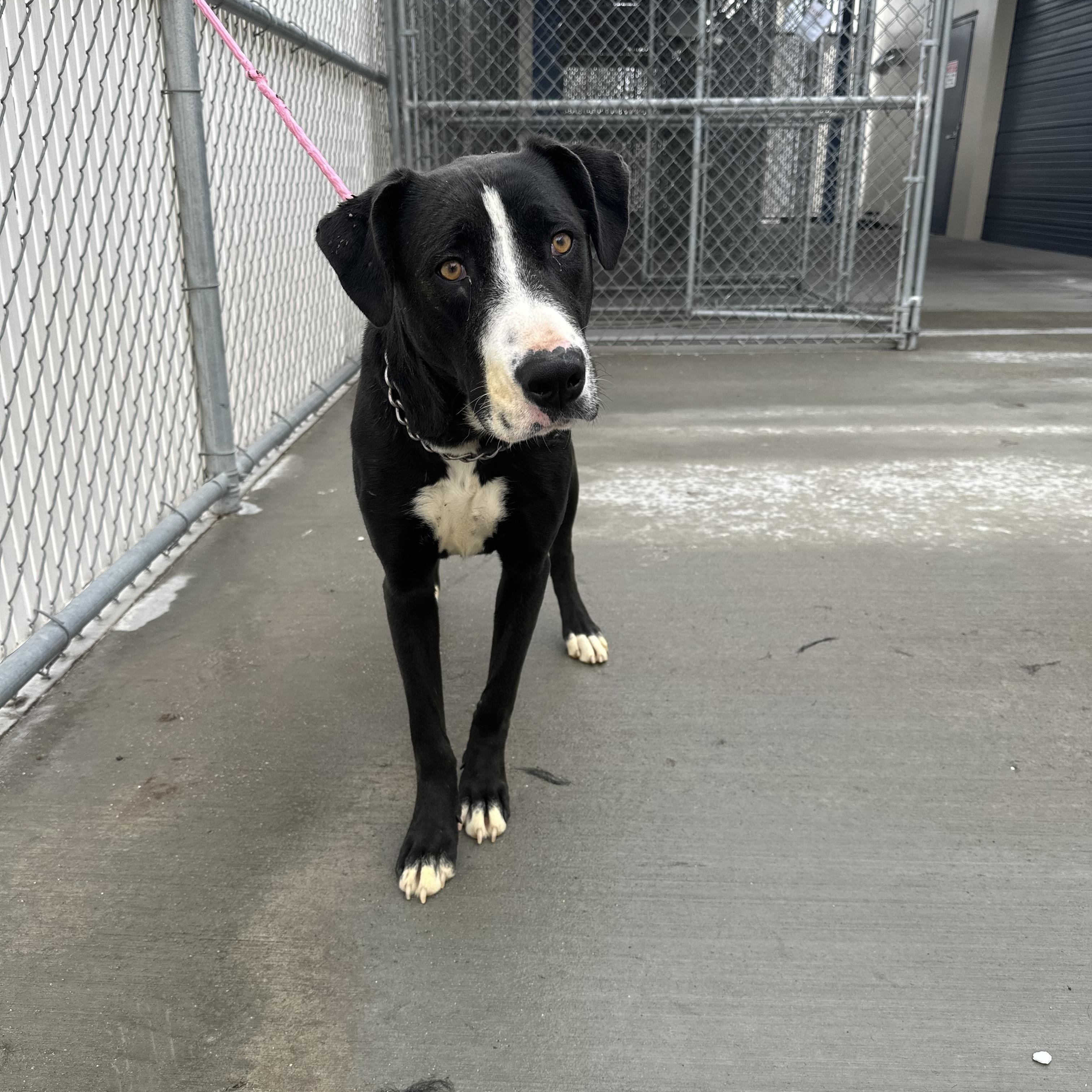 Minnie, an adopted mixed breed in Claremont, CA image 2/5