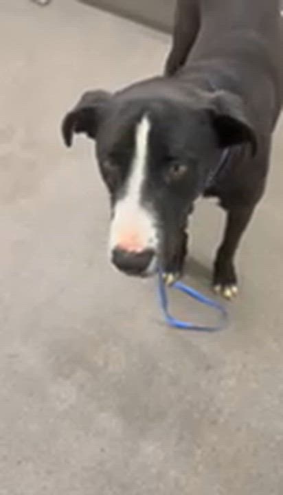 Enlarge Minnie, an adopted mixed breed in Claremont, CA video 4/5