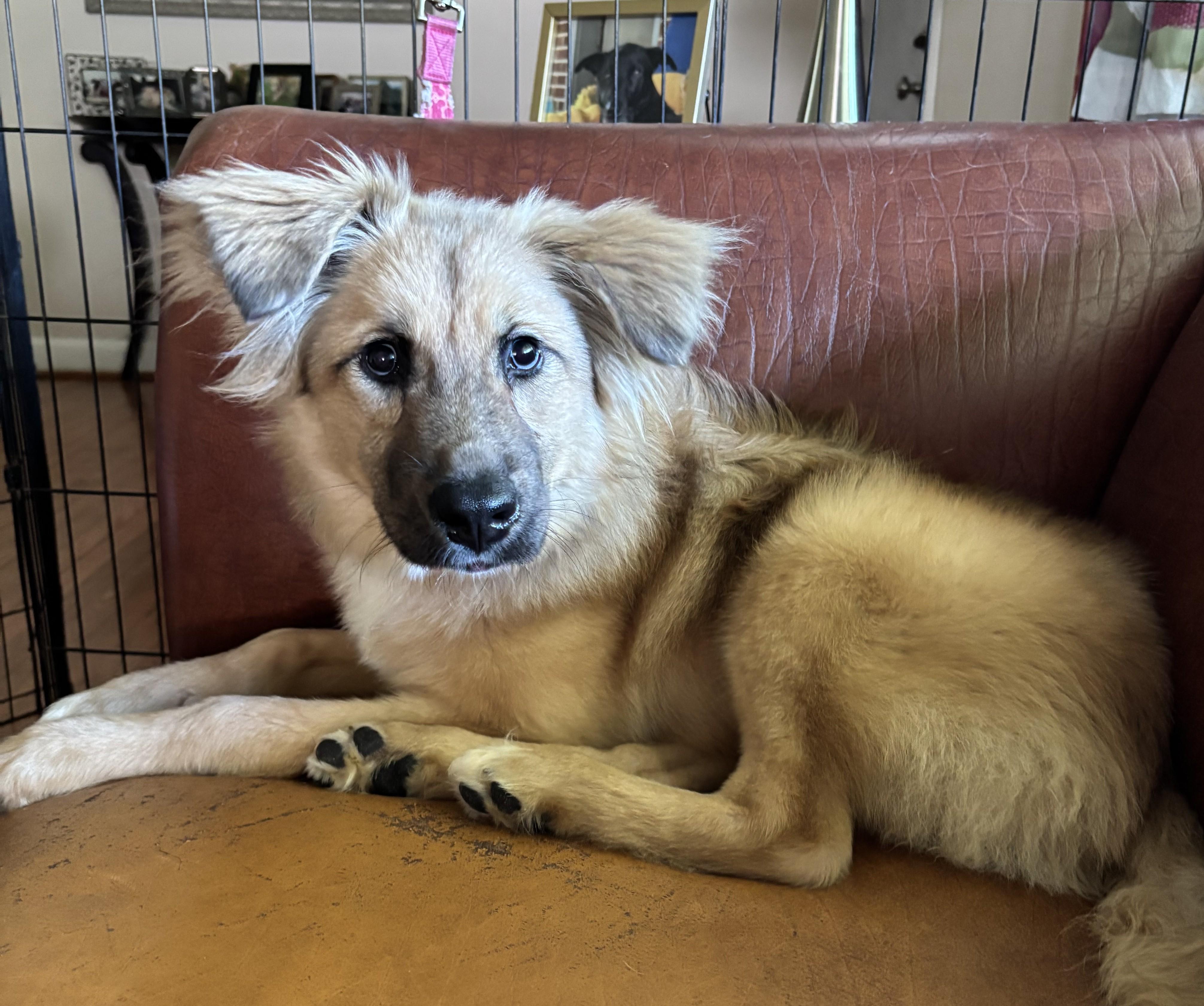 Lucy, a Adoptable mixed breed in Falls Church, VA image 3/4