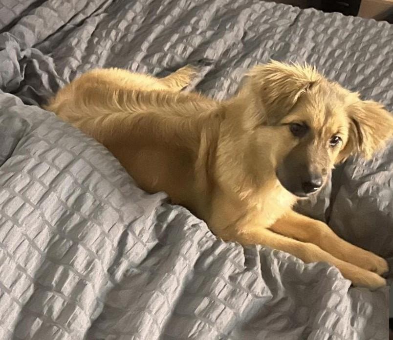Lucy, a Adoptable mixed breed in Falls Church, VA image 2/4
