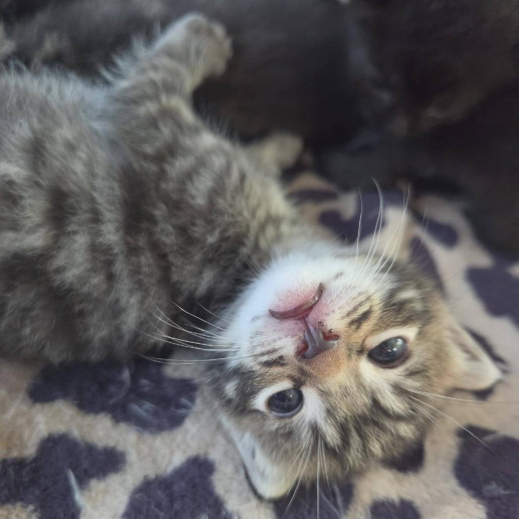 Enlarge Chance, a Adoptable Domestic Short Hair in Pahoa, HI image 6/6