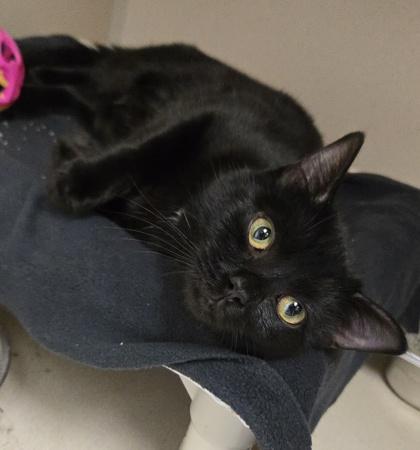 Paul - Meet me at Petsmart Northborough, Adoptable, Kitten Male Domestic Short Hair & Domestic Short Hair.