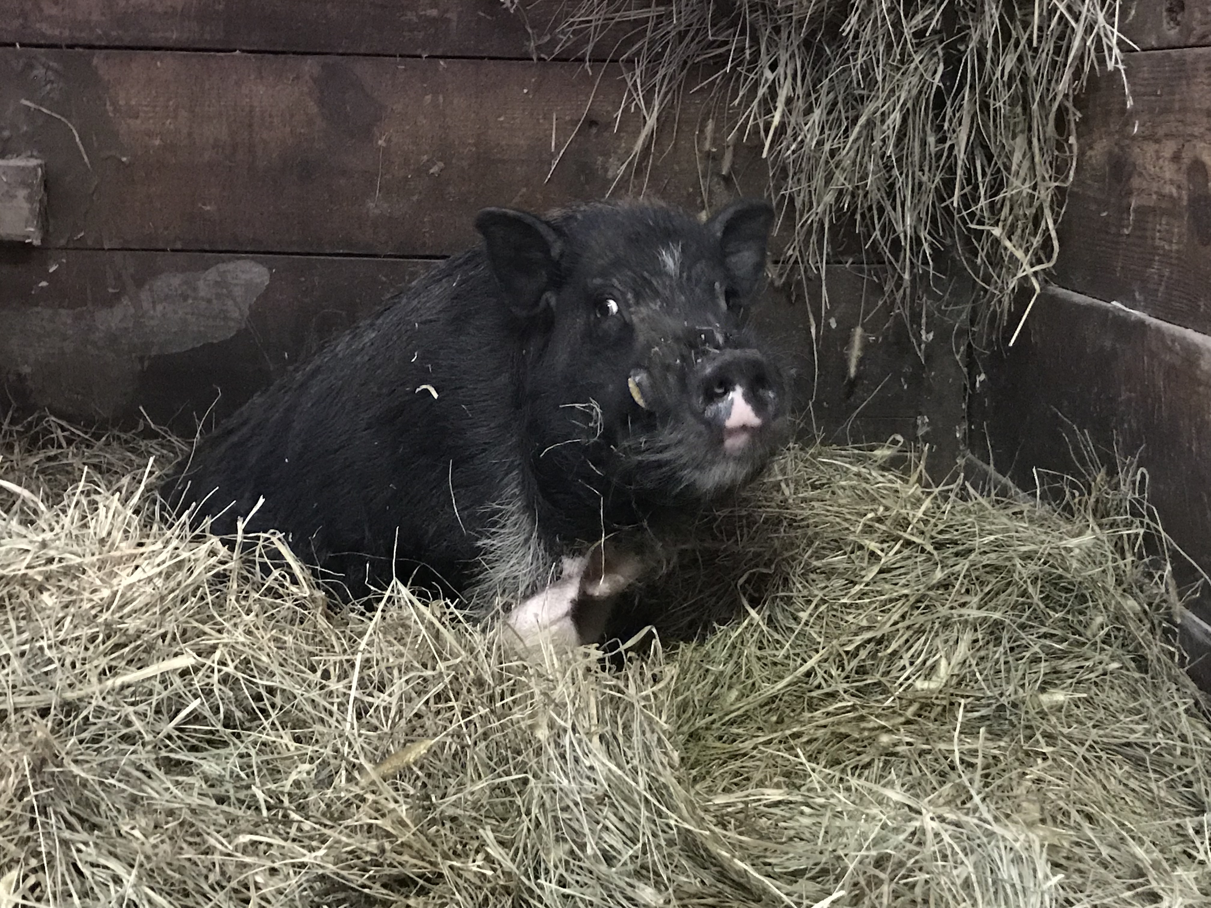 Luigi, a Adoptable Pot Bellied in Durham, NC image 1/2