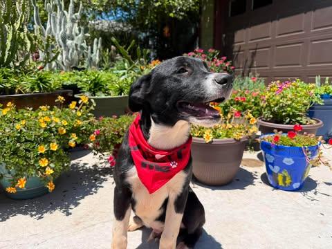Enlarge Scooter, a Adoptable mixed breed in Wichita Falls, TX image 2/2