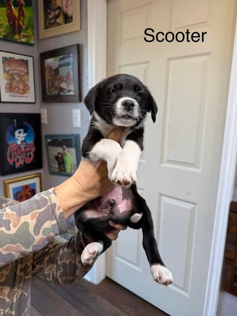 Enlarge Scooter, a Adoptable mixed breed in Wichita Falls, TX image 1/1