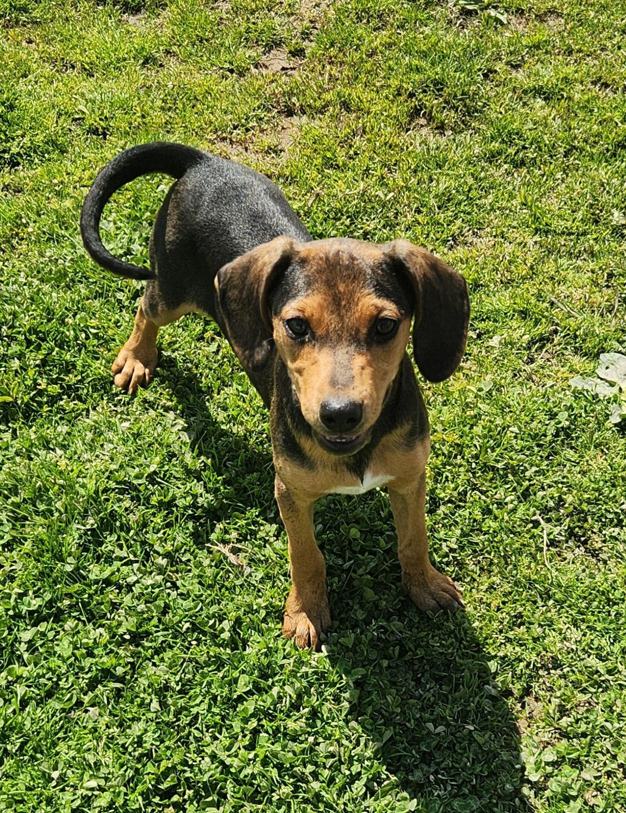 Enlarge Turkey, an adopted mixed breed in Liberty Center, OH image 4/6