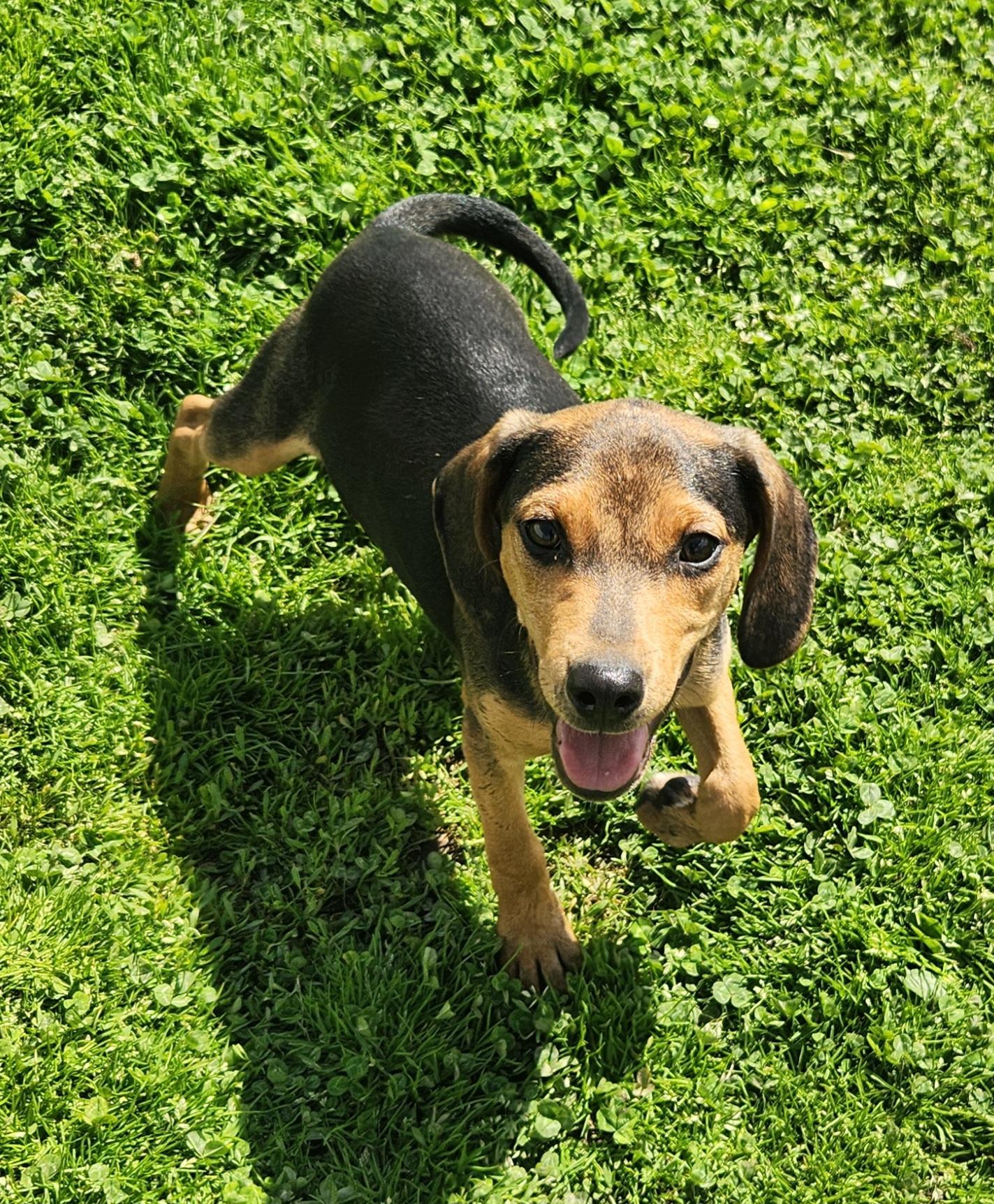 Enlarge Turkey, an adopted mixed breed in Liberty Center, OH image 6/6