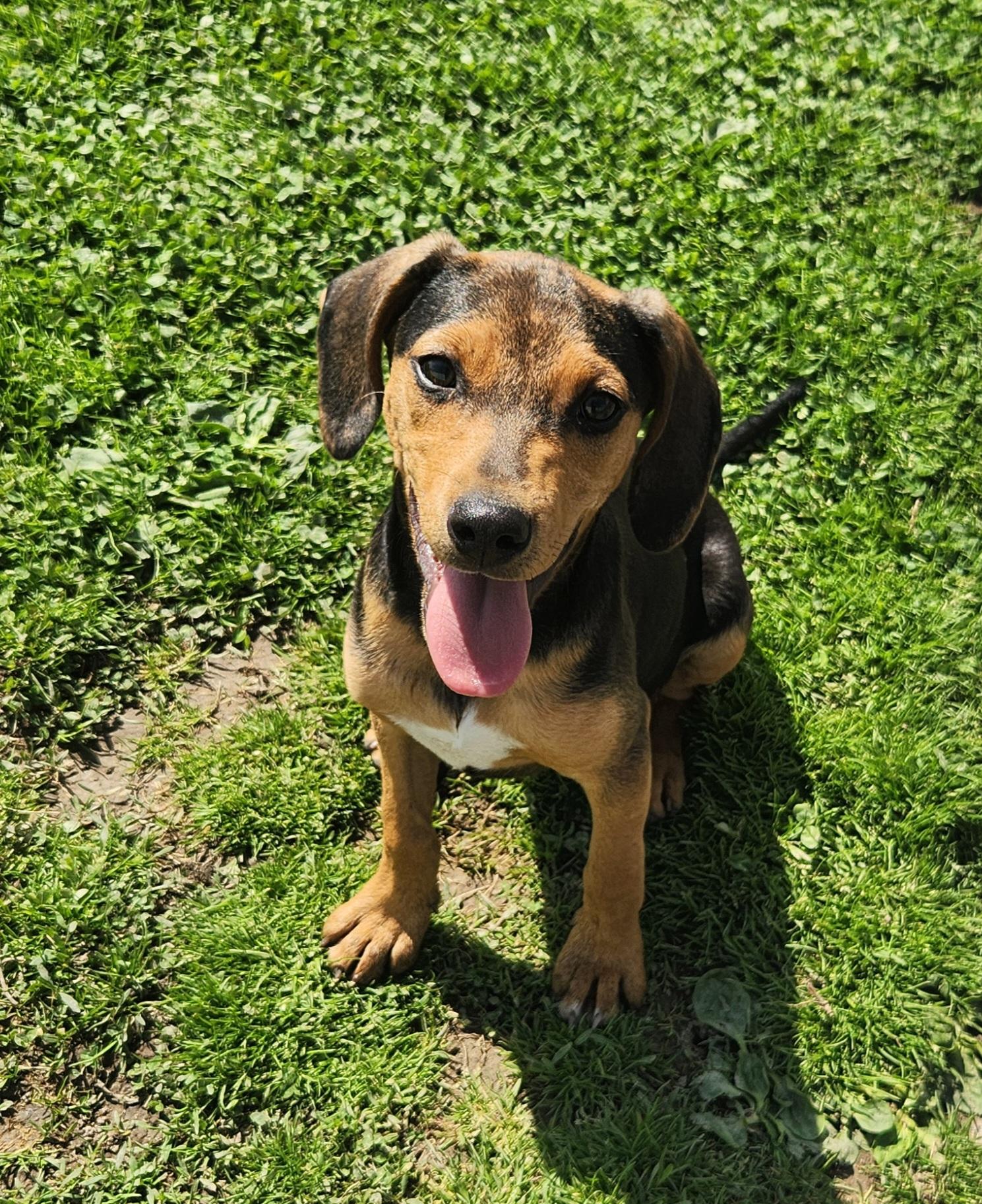 Enlarge Turkey, an adopted mixed breed in Liberty Center, OH image 3/6