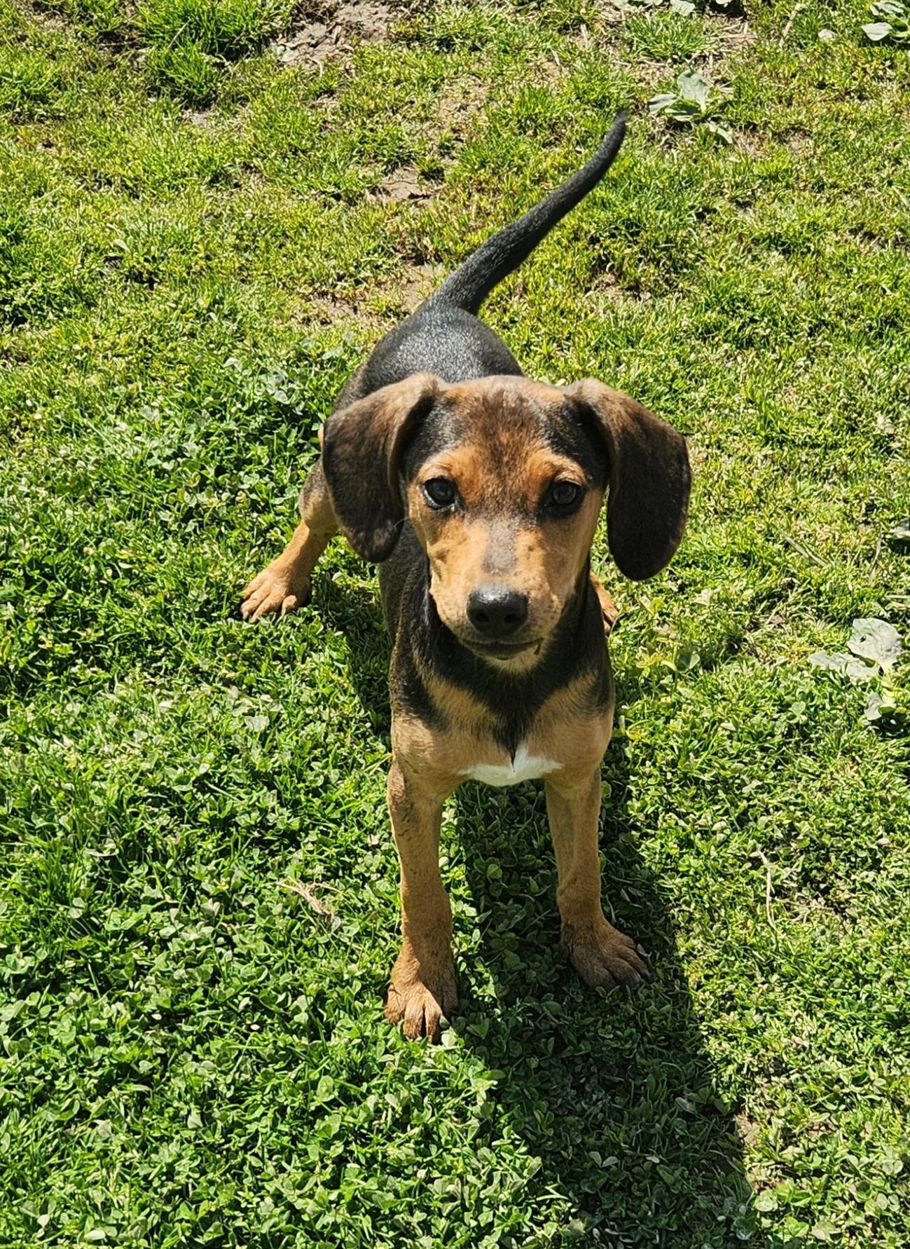 Turkey, adopted, Puppy Female Labrador Retriever & Hound.