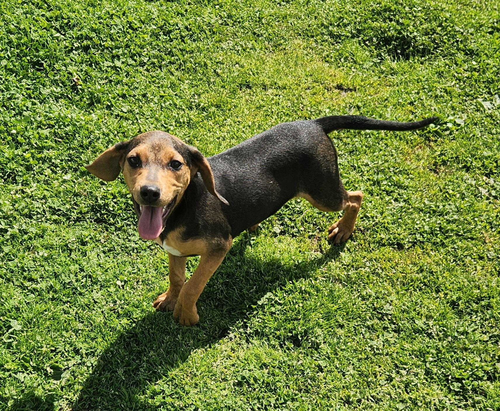 Enlarge Turkey, an adopted mixed breed in Liberty Center, OH image 5/6