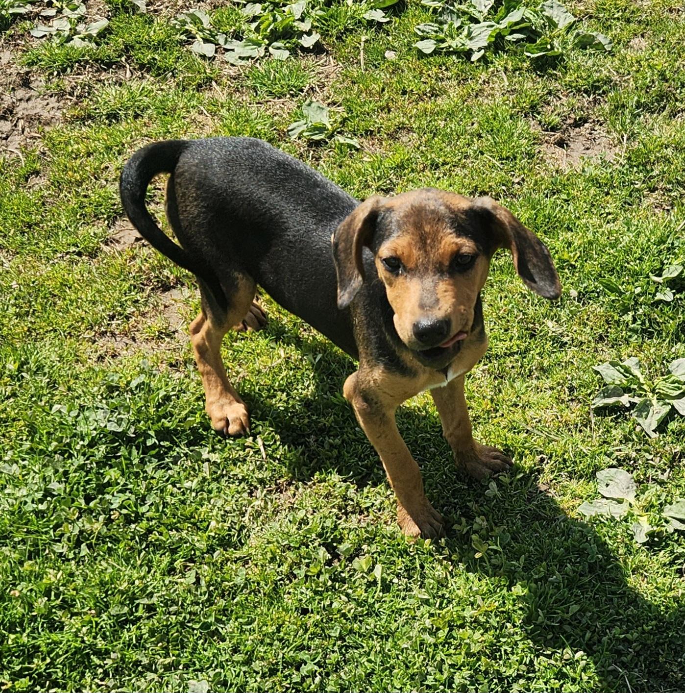 Enlarge Turkey, an adopted mixed breed in Liberty Center, OH image 2/6