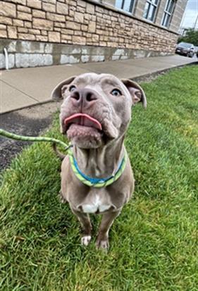 ZIGGY, Adoptable, Young Male Pit Bull Terrier.