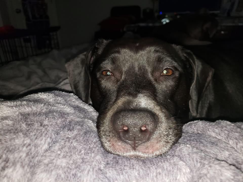 Bella, Adopted, Young Female Black Labrador Retriever & Pit Bull Terrier.