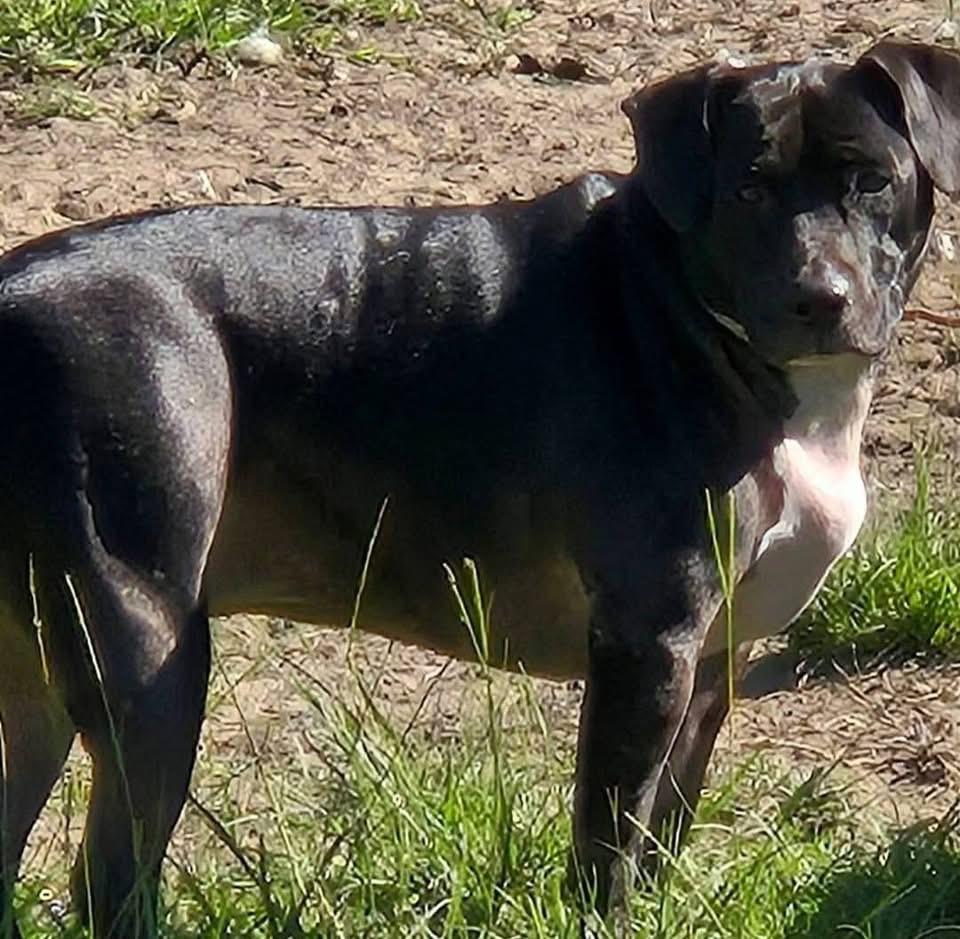 Enlarge Bella, a Adopted mixed breed in Leesville, SC image 2/5