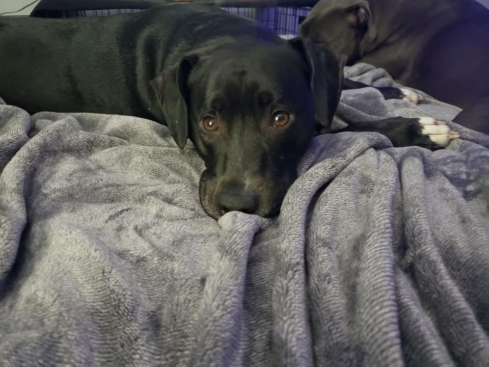 Enlarge Bella, a Adopted mixed breed in Leesville, SC image 3/5