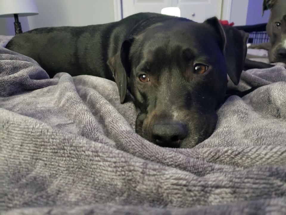 Enlarge Bella, a Adopted mixed breed in Leesville, SC image 4/5