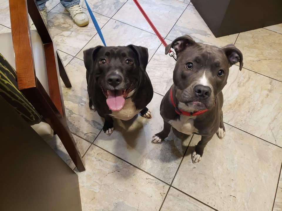 Enlarge Bella, a Adopted mixed breed in Leesville, SC image 5/5